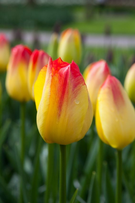 Tulpe 'Suncatcher' - 15 Stück