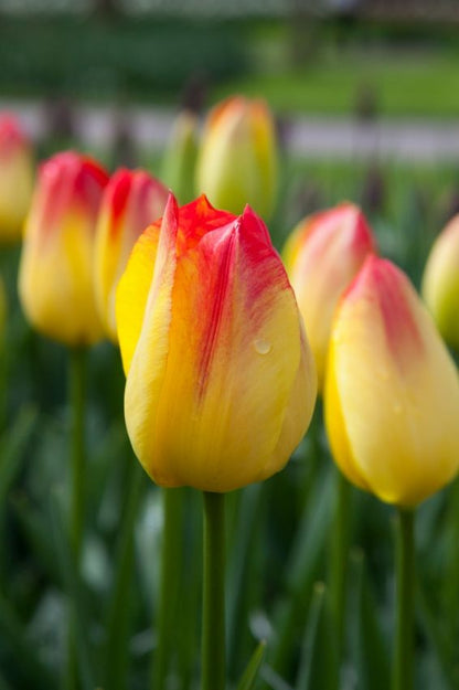 Tulpe 'Suncatcher' - 15 Stück