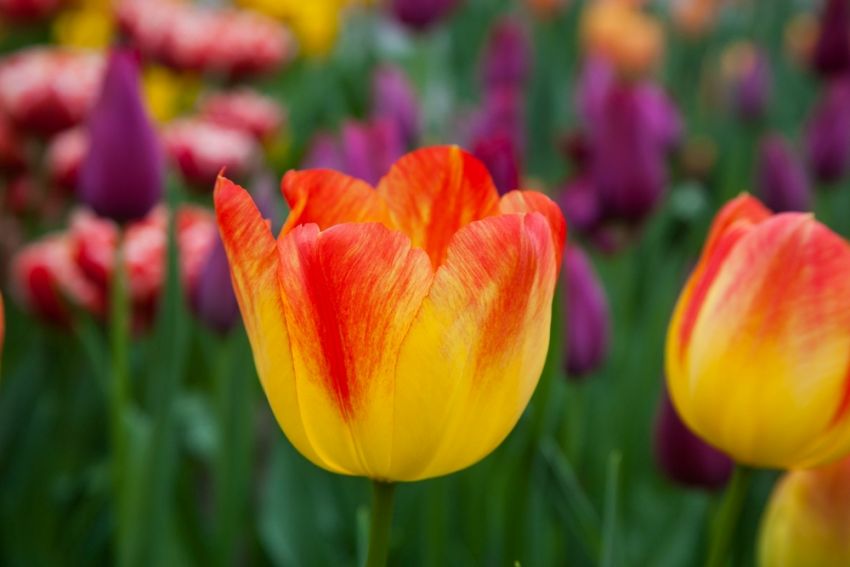 Tulpe 'Suncatcher' - 15 Stück