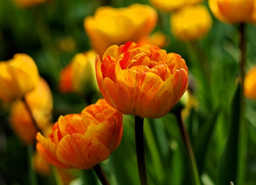Tulpe 'Sun Lover' - 25 Stück