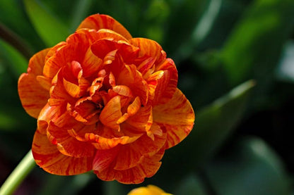 Tulpe 'Sun Lover' - 25 Stück