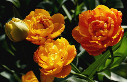 Tulpe 'Sun Lover' - 25 Stück