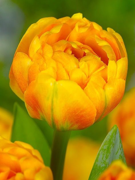 Tulpen Sun lover