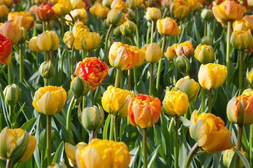 Tulpe 'Sun Lover' - 25 Stück
