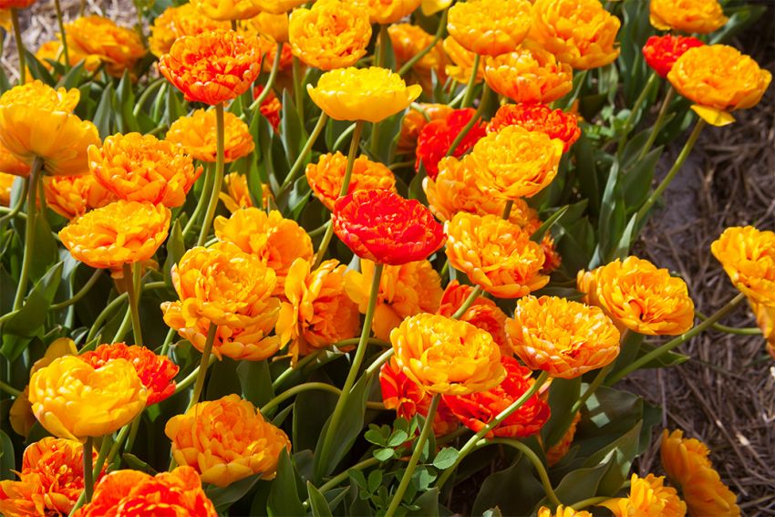 Tulpe 'Sun Lover' - 25 Stück