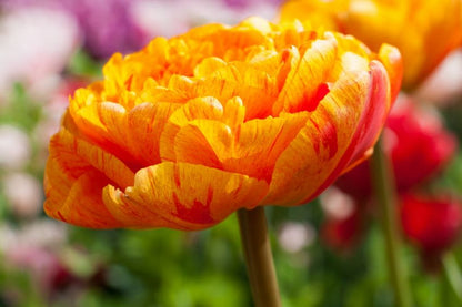 Tulpe 'Sun Lover' - 25 Stück