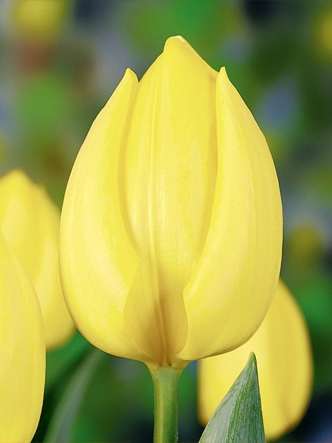 Tulpen Sunny prince