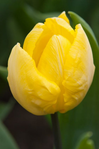 Tulpe 'Sunny Prince' - 25 Stück