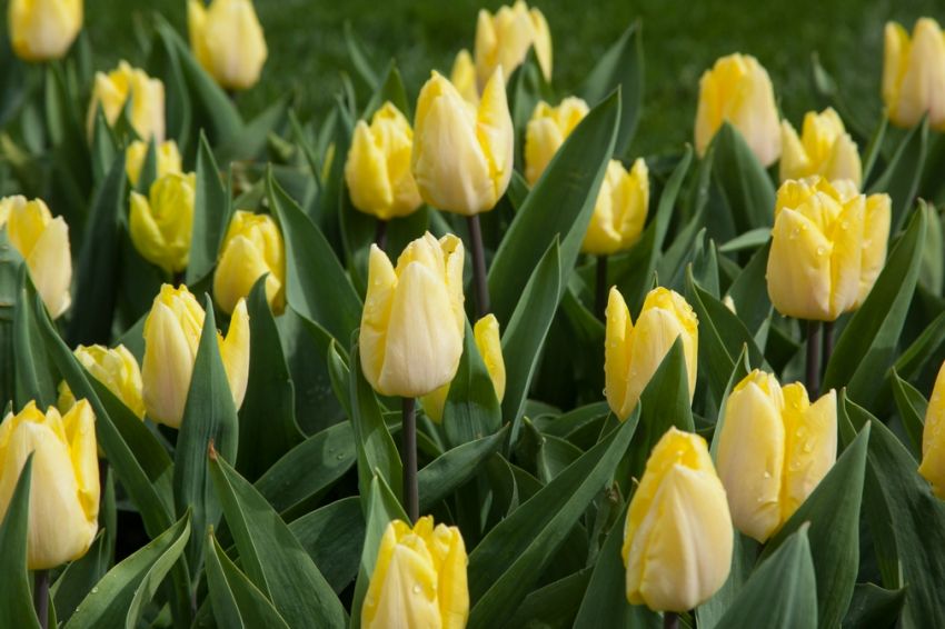 Tulpe 'Sunny Prince' - 25 Stück