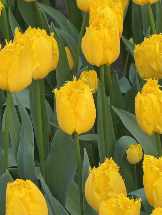 Tulpen Sunny time