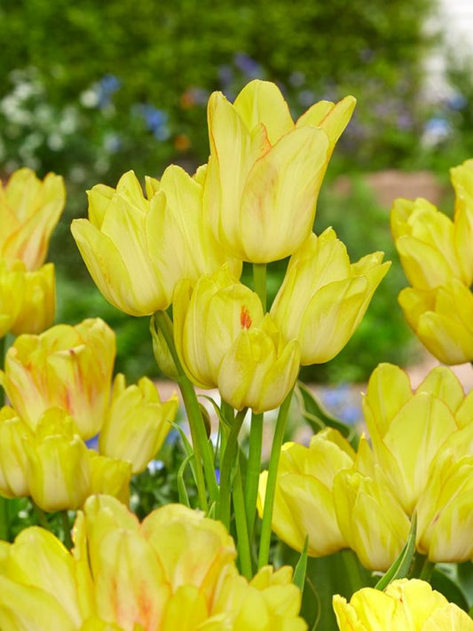 Tulpen Sunshine club