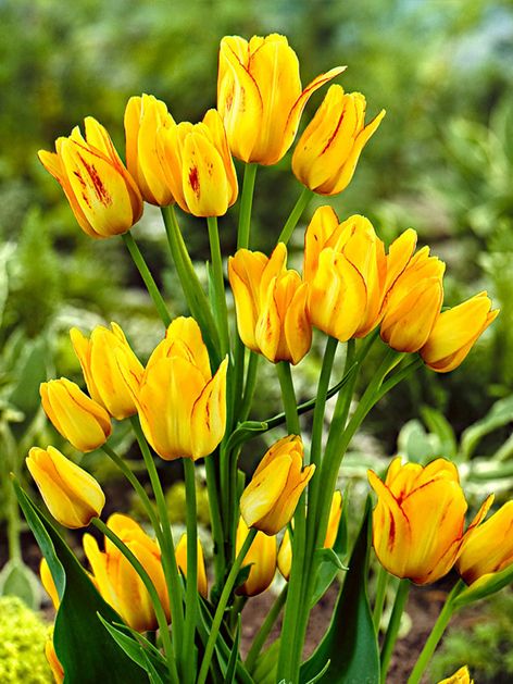 Tulpe 'Sunshine Club' - 25 Stück