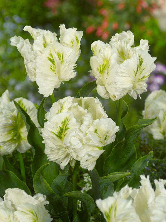 Tulpe 'Super Parrot' - 25 Stück