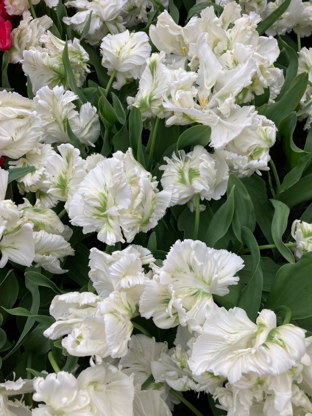 Tulpe 'Super Parrot' - 25 Stück