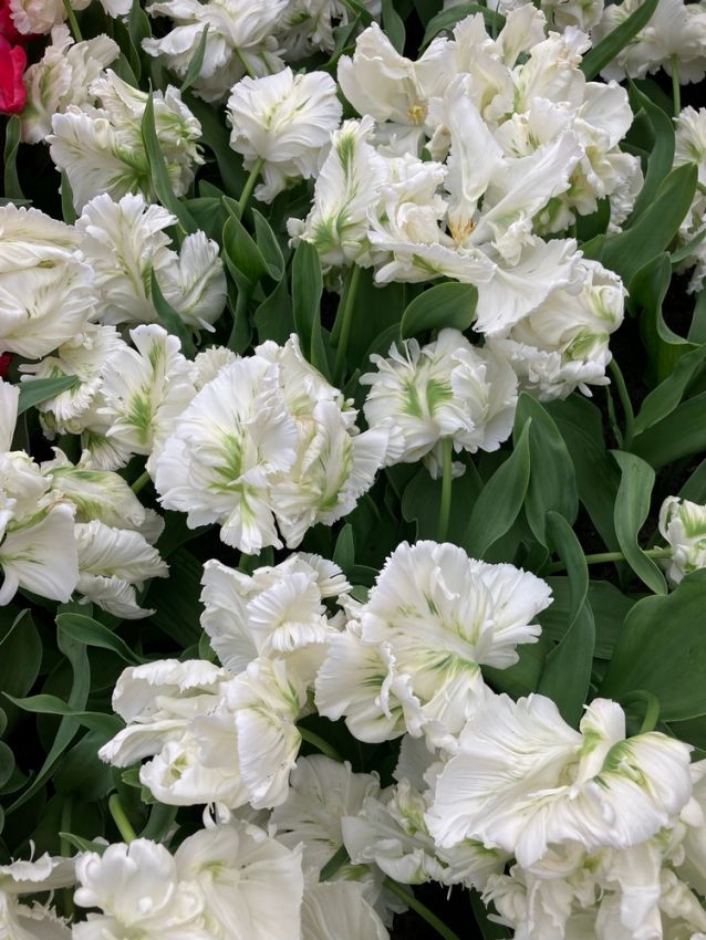 Tulpe 'Super Parrot' - 25 Stück