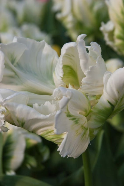 Tulpe 'Super Parrot' - 25 Stück