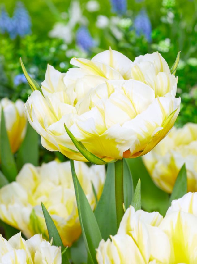 Tulpen Sweet valley