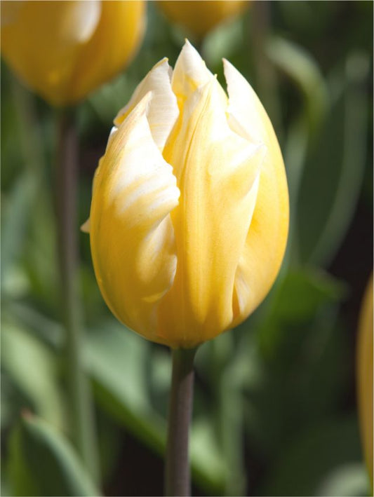 Tulpen Sweetheart