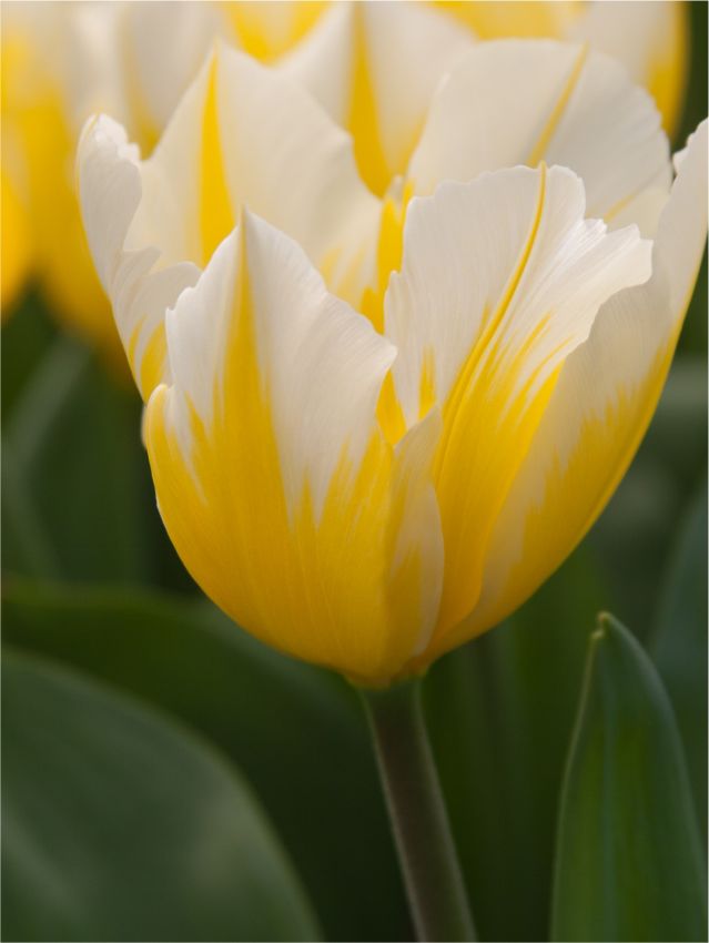 Tulpe 'Sweetheart' - 25 Stück