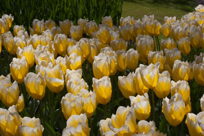 Tulpe 'Sweetheart' - 25 Stück