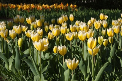Tulpe 'Sweetheart' - 25 Stück