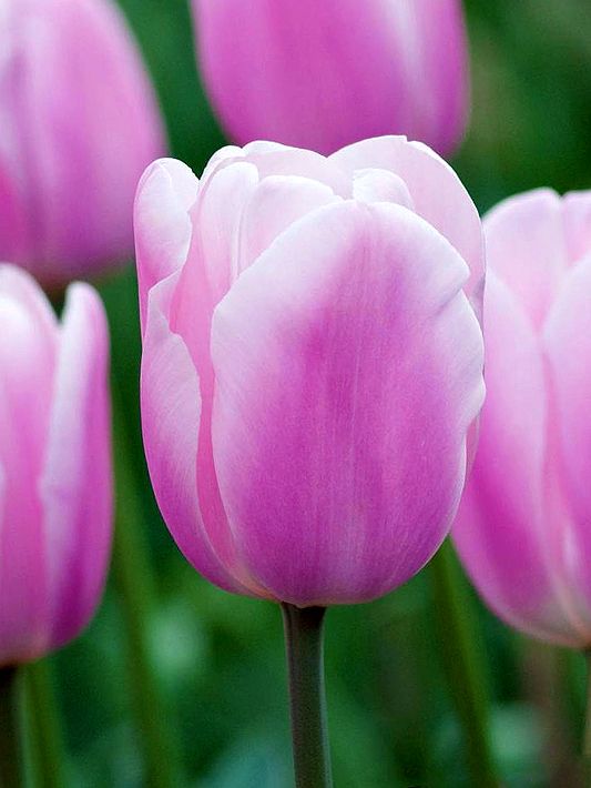 Tulpen Synaeda amor