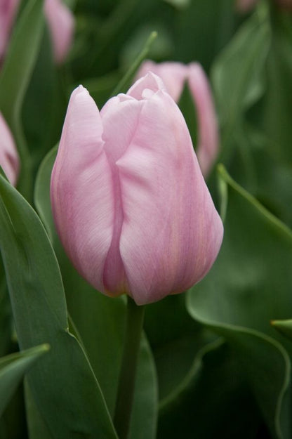 Tulpe 'Synaeda Amor' - 25 Stück