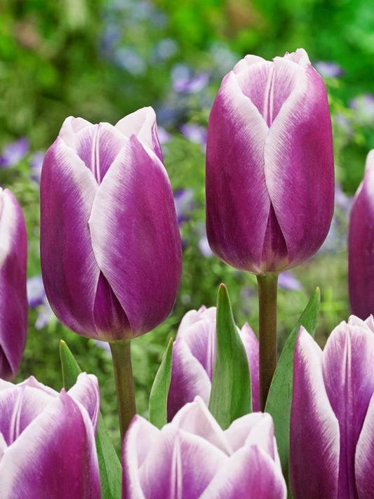 Tulpen Synaeda blue