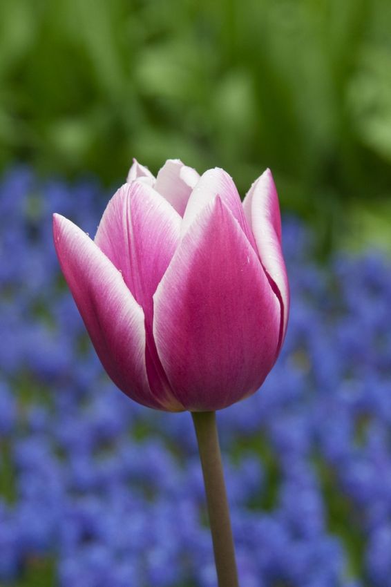 Tulipa 'Synaeda Blue' - Tulpe