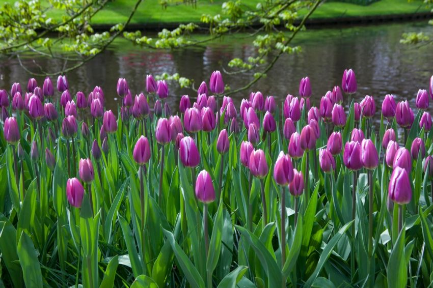 Tulipa 'Synaeda Blue' - Tulpe