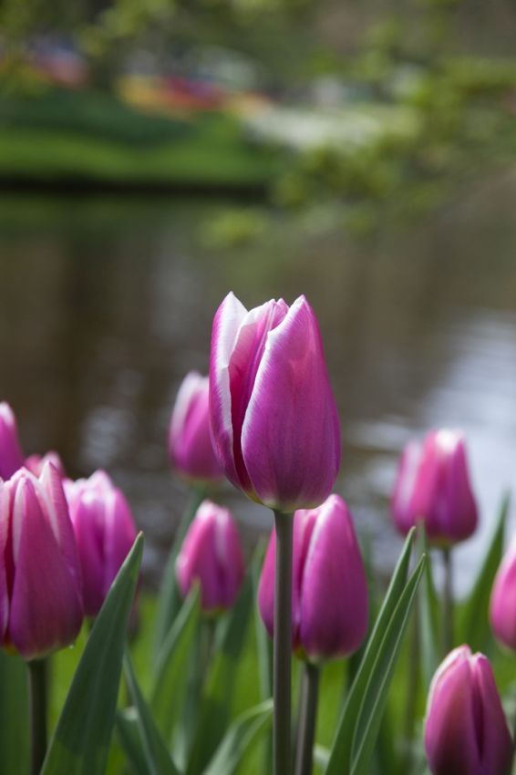 Tulipa 'Synaeda Blue' - Tulpe