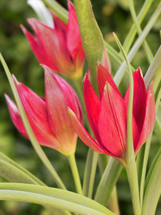 Tulpen Tiny timo