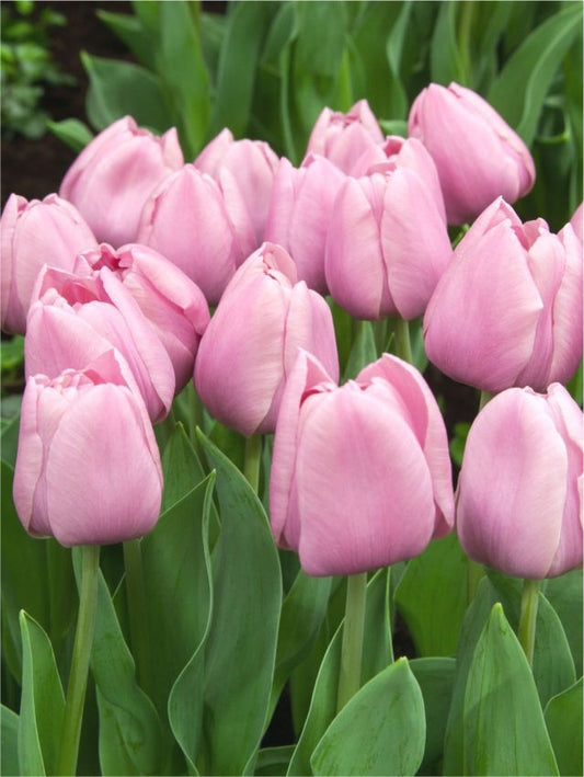 Tulpen Tabledance