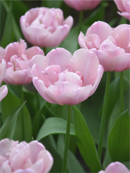 Tulpe 'Tabledance' - 25 Stück