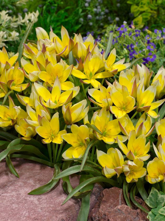 Tulpen Tarda dasystemon