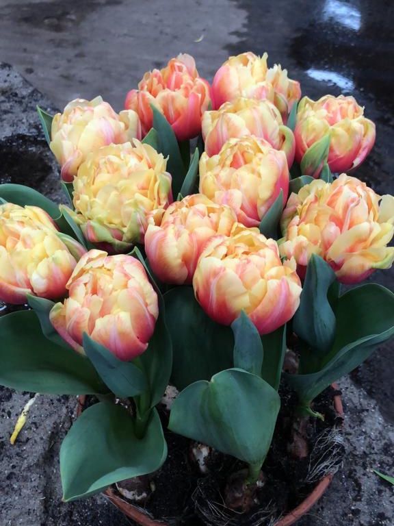 Tulpe 'Tasmania' - 20 Stück