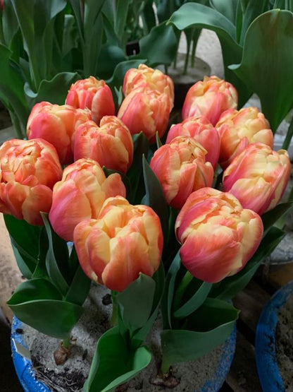 Tulpe 'Tasmania' - 20 Stück