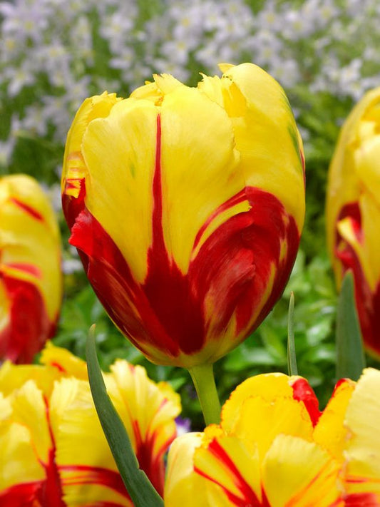 Tulpen Texas flame