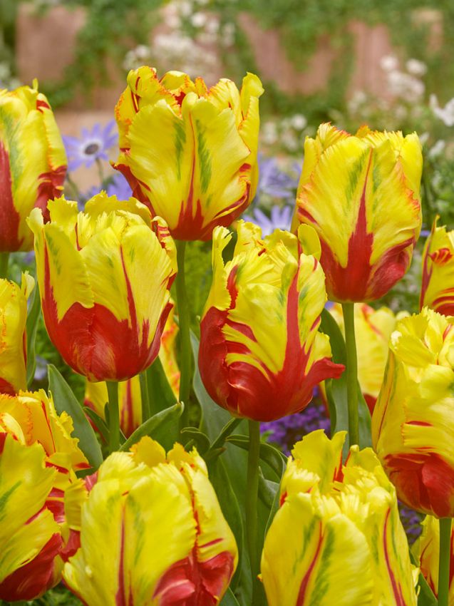 Tulpe 'Texas Flame' - 15 Stück