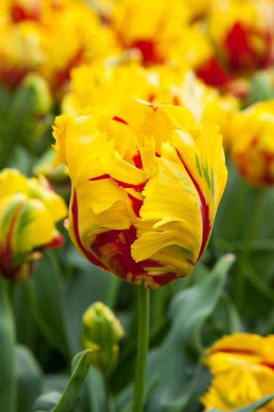 Tulpe 'Texas Flame' - 15 Stück