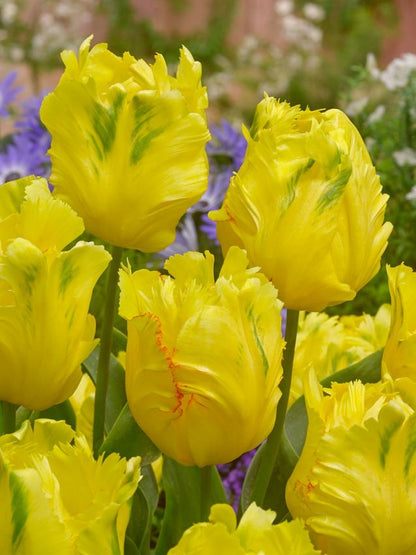 Tulpen Texas gold