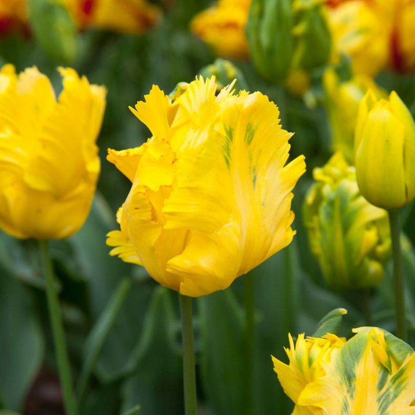 Tulipa 'Texas Gold' - Tulpe