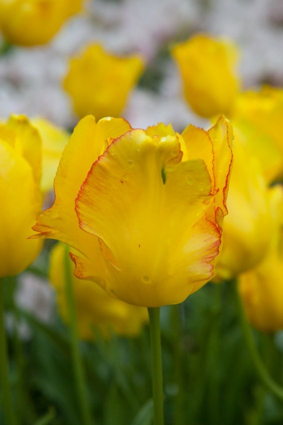 Tulipa 'Texas Gold' - Tulpe