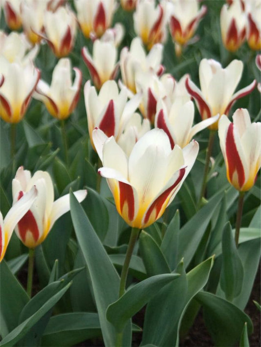 Tulpen The first