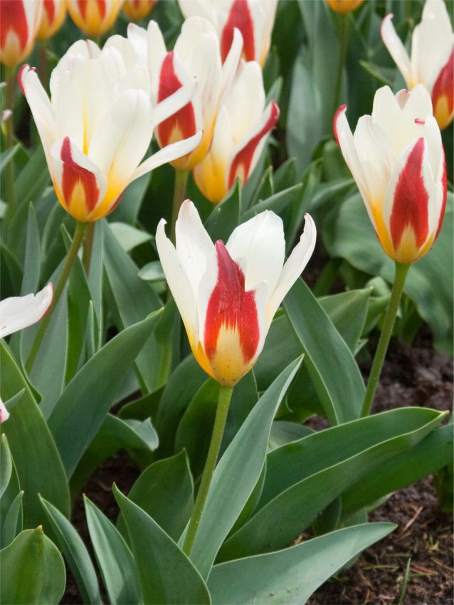 Tulipa 'The First' - Tulpe