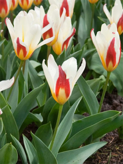 Tulipa 'The First' - Tulpe