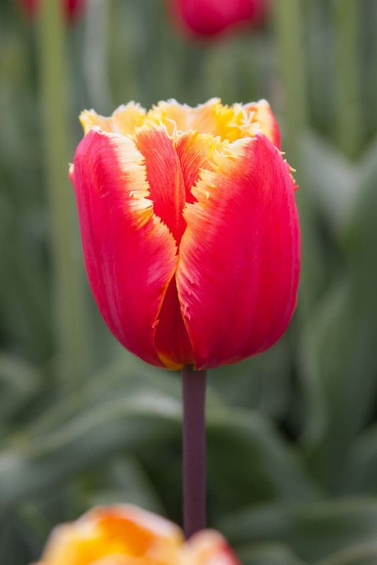 Tulpen Tiano