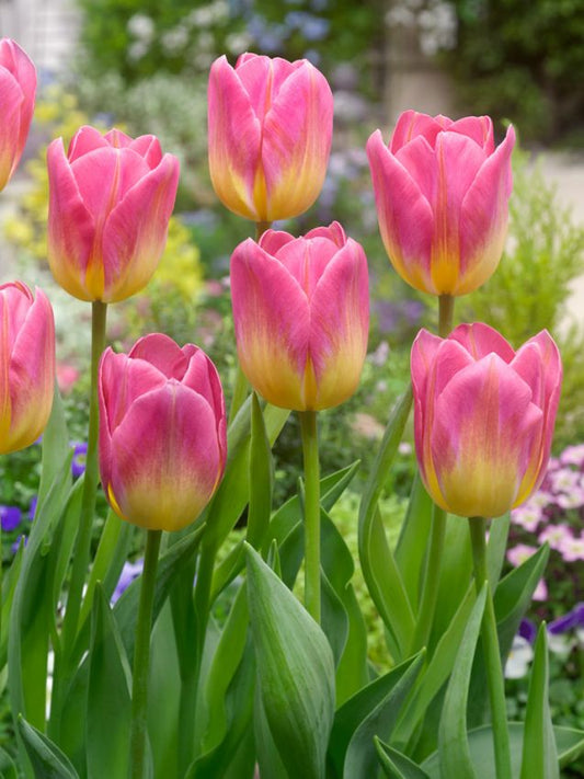 Tulpen Tom pouce