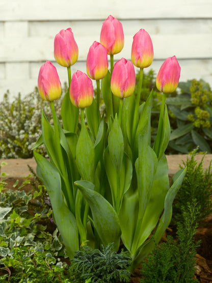 Tulpe 'Tom Pouce' - 15 Stück