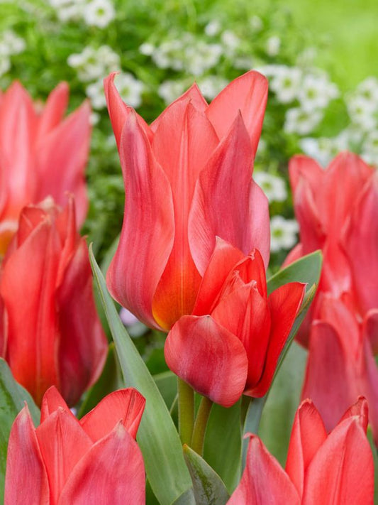 Tulpen Toronto
